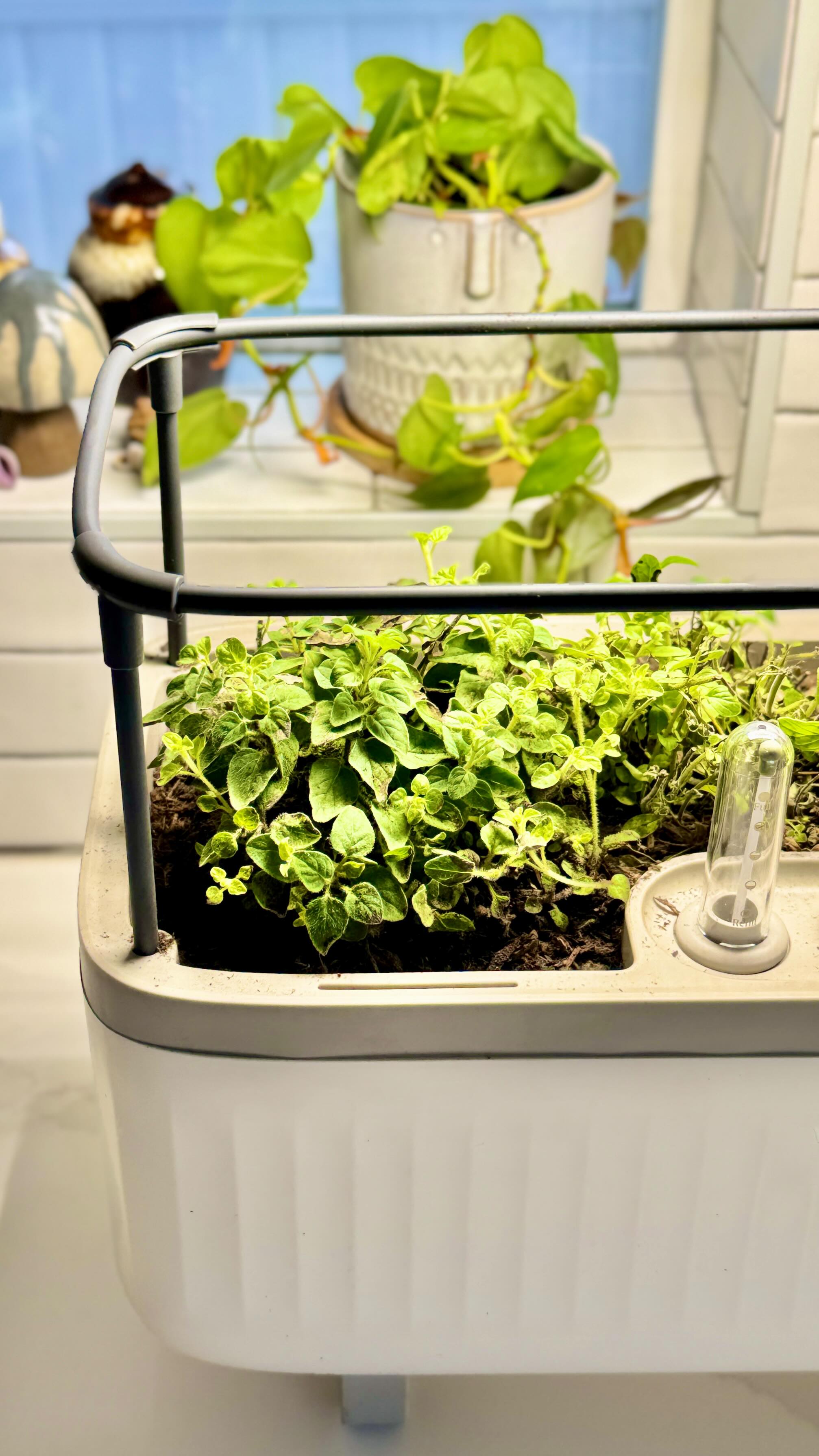 There’s just something about cooking with fresh herbs. 🌿
The smell, the flavor...it makes even the simplest recipes feel EXTRA. 🌿

Thanks to my EZ Self-Watering Herb Planter Box w/ Trellis from @vego_garden , fresh herbs all winter long are officially a reality in my kitchen. This self-watering planter tucks right under my cabinets, & with the optional Classic Grow Light, my herbs are thriving — even when it’s cold & gloomy outside.
.
I love being able to snip what I need right as I’m baking (like I did in w/ these cozy cheddar n’ oregano biscuits 🧀👀). It truly feels like a little kiss of summer.
.
Comment: GARDEN & I’ll drop the link your way to Vego Gardens amazing INDOOR GARDENING GOODS! I’m a huge FAN!
.
🌱 Check out their Indoor herb gardens + grow lights:
👉 https://glnk.io/vzw5/backporchpaleo2yq

💸 DISCOUNTS...yep, just for YOU:
• $10 off sitewide with code BACKPORCHPALEO10OFF 
• 5% off Grow Light Series with code BACKPORCHPALEOGROW5

Winter cooking...but always fresh!

#ad #vegogardenpartner #VegoIndoorGarden #VegoGrowLight #VegoGarden